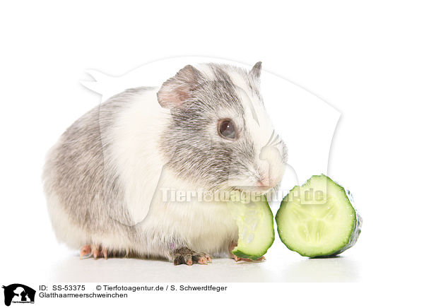 Glatthaarmeerschweinchen / smoothhaired guinea pig / SS-53375