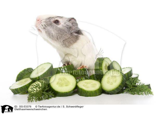 Glatthaarmeerschweinchen / smoothhaired guinea pig / SS-53376