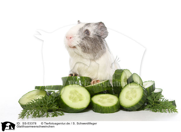 Glatthaarmeerschweinchen / smoothhaired guinea pig / SS-53378