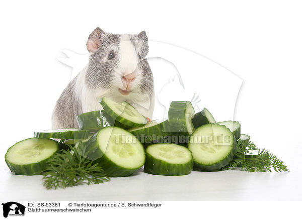 Glatthaarmeerschweinchen / SS-53381