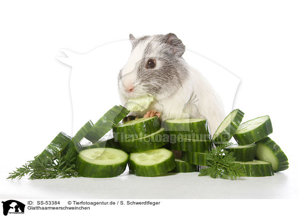 Glatthaarmeerschweinchen / smoothhaired guinea pig / SS-53384