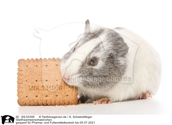 Glatthaarmeerschweinchen / smoothhaired guinea pig / SS-53395