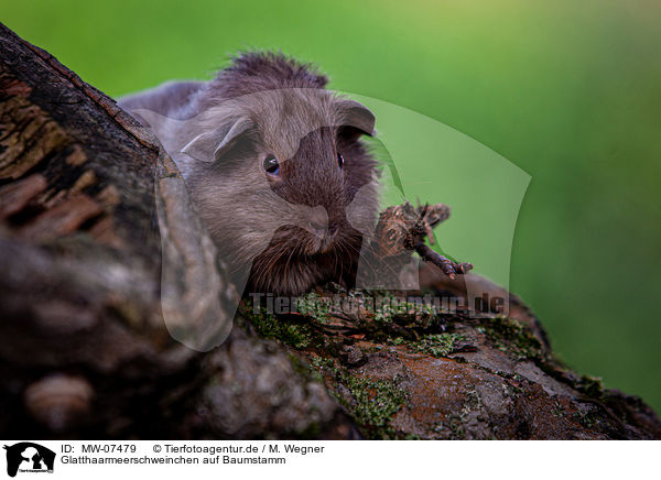 Glatthaarmeerschweinchen auf Baumstamm / smooth-haired guinea pig on tree trunk / MW-07479