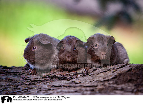 Glatthaarmeerschweinchen auf Baumstamm / smooth-haired guinea pig on tree trunk / MW-07487