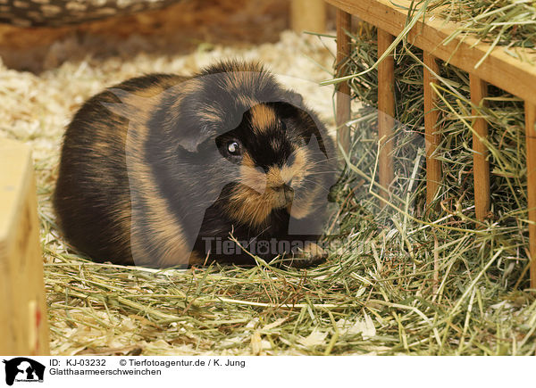 Glatthaarmeerschweinchen / smoothhaired guinea pig / KJ-03232