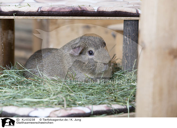 Glatthaarmeerschweinchen / smoothhaired guinea pig / KJ-03238