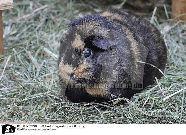 Glatthaarmeerschweinchen / smoothhaired guinea pig / KJ-03239