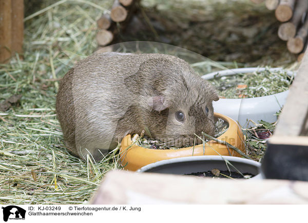 Glatthaarmeerschweinchen / smoothhaired guinea pig / KJ-03249