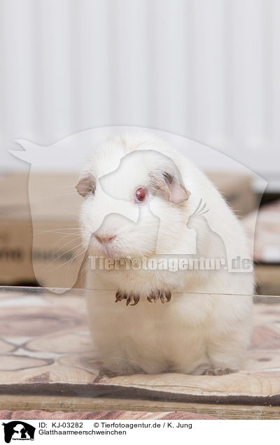 Glatthaarmeerschweinchen / smoothhaired guinea pig / KJ-03282