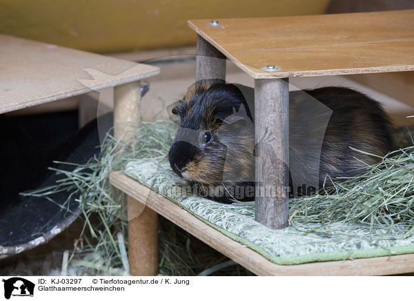 Glatthaarmeerschweinchen / smoothhaired guinea pig / KJ-03297
