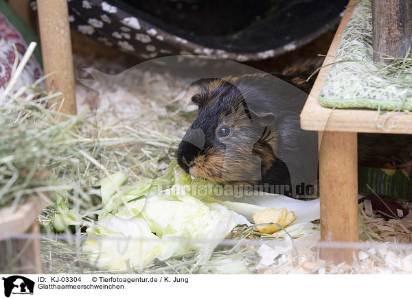 Glatthaarmeerschweinchen / smoothhaired guinea pig / KJ-03304