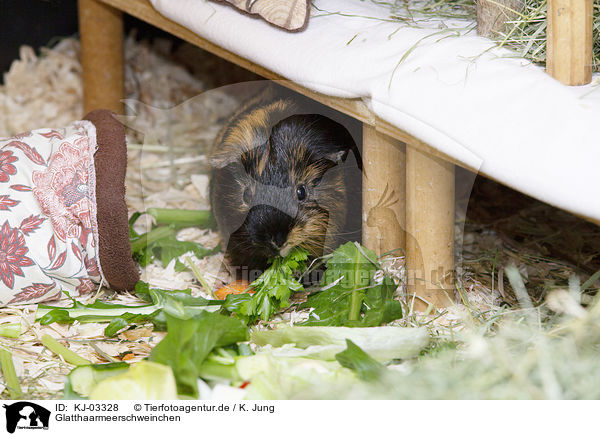 Glatthaarmeerschweinchen / smoothhaired guinea pig / KJ-03328