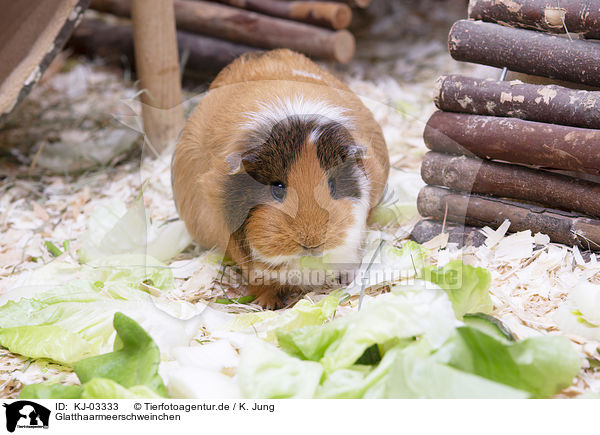 Glatthaarmeerschweinchen / smoothhaired guinea pig / KJ-03333