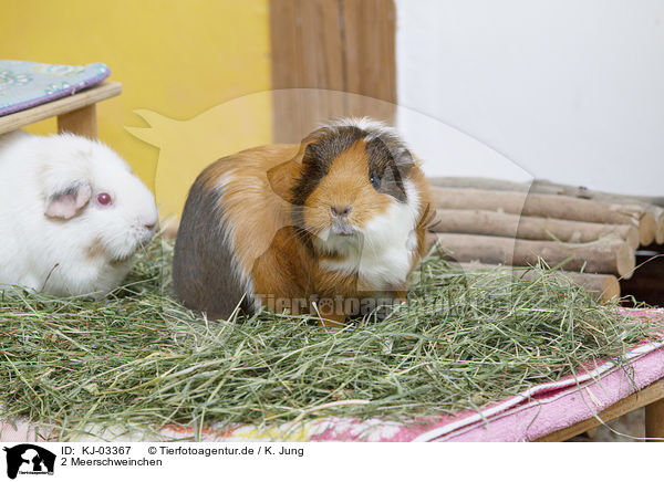 2 Meerschweinchen / 2 guinea pigs / KJ-03367