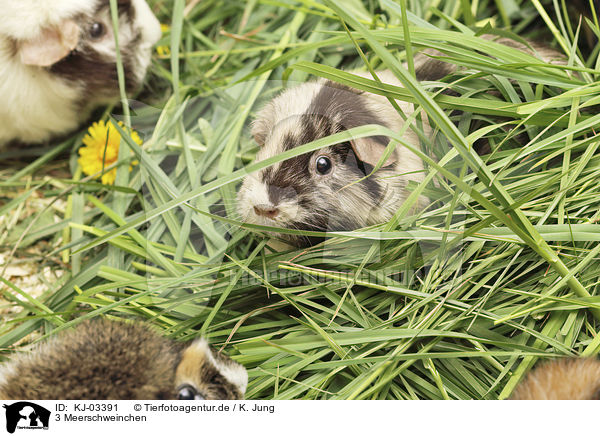 3 Meerschweinchen / 3 guinea pigs / KJ-03391