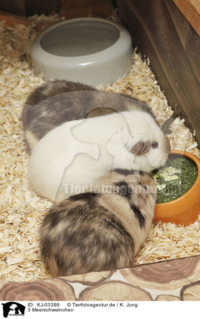 3 Meerschweinchen / 3 guinea pigs / KJ-03399