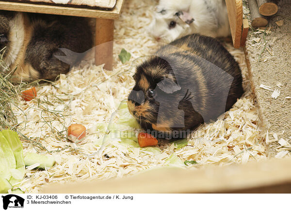 3 Meerschweinchen / 3 guinea pigs / KJ-03406