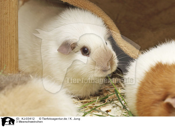 3 Meerschweinchen / 3 guinea pigs / KJ-03412