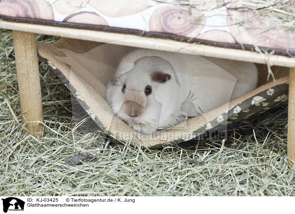 Glatthaarmeerschweinchen / smoothhaired guinea pig / KJ-03425