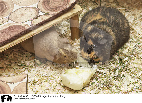 2 Meerschweinchen / 2 guinea pigs / KJ-03437