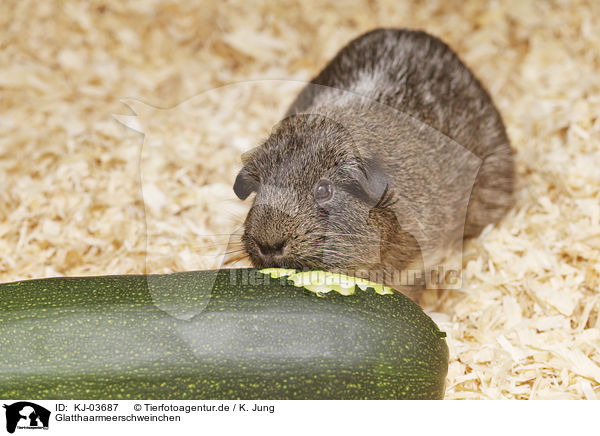 Glatthaarmeerschweinchen / smoothhaired guinea pig / KJ-03687