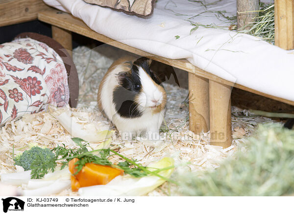 Glatthaarmeerschweinchen / smoothhaired guinea pig / KJ-03749