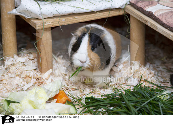 Glatthaarmeerschweinchen / smoothhaired guinea pig / KJ-03761