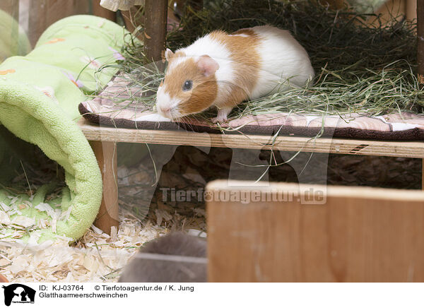 Glatthaarmeerschweinchen / KJ-03764