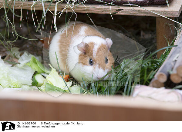 Glatthaarmeerschweinchen / KJ-03766