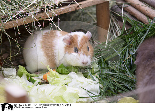 Glatthaarmeerschweinchen / smoothhaired guinea pig / KJ-03768