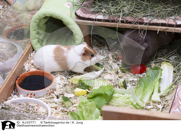 Glatthaarmeerschweinchen / smoothhaired guinea pig / KJ-03771