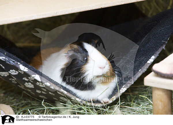 Glatthaarmeerschweinchen / smoothhaired guinea pig / KJ-03775