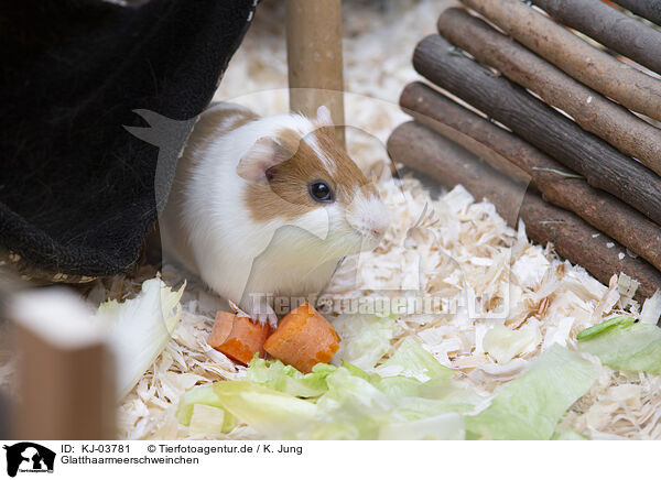 Glatthaarmeerschweinchen / smoothhaired guinea pig / KJ-03781