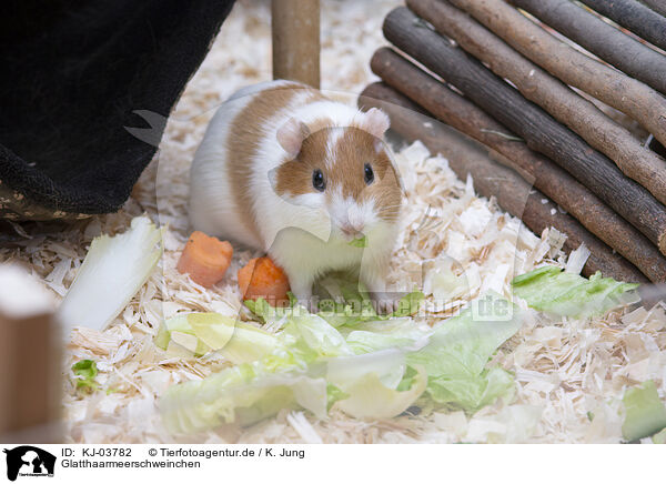 Glatthaarmeerschweinchen / smoothhaired guinea pig / KJ-03782