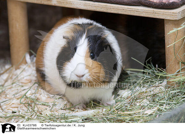 Glatthaarmeerschweinchen / smoothhaired guinea pig / KJ-03786