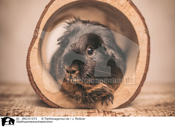 Glatthaarmeerschweinchen / smoothhaired guinea pig / JRO-01373