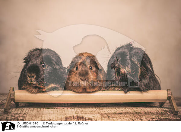 3 Glatthaarmeerschweinchen / 3 smoothhaired guinea pigs / JRO-01376