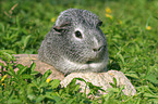 Glatthaarmeerschweinchen auf der Wiese