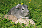 Glatthaarmeerschweinchen auf der Wiese