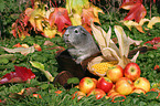 Glatthaarmeerschweinchen im Herbst