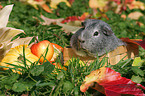 GGlatthaarmeerschweinchen im Herbst