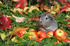 Glatthaarmeerschweinchen auf der Wiese im Herbst