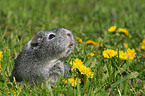 Glatthaarmeerschweinchen auf der Wiese