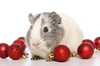 Glatthaarmeerschweinchen