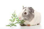 Glatthaarmeerschweinchen