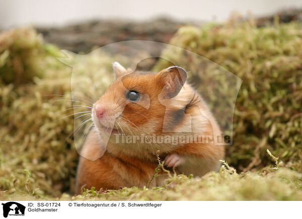 Goldhamster / SS-01724