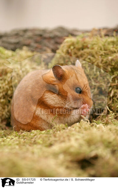 Goldhamster / golden hamster / SS-01725