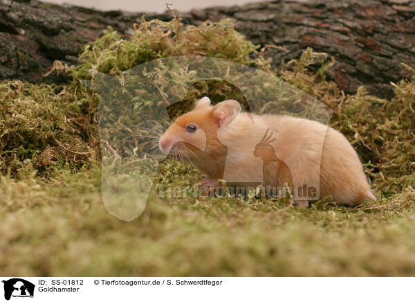 Goldhamster / SS-01812