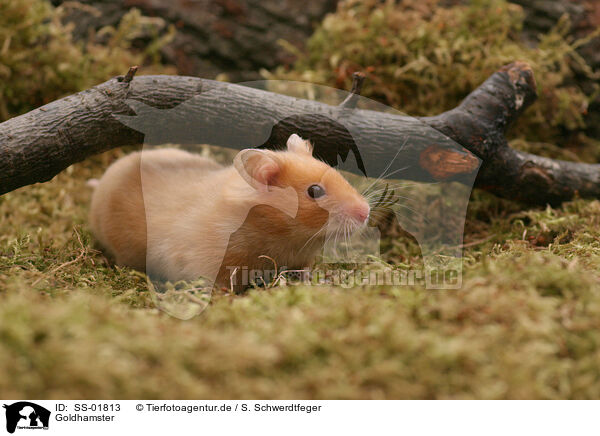 Goldhamster / golden hamster / SS-01813
