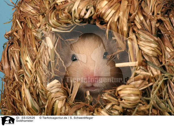 Goldhamster / golden hamster / SS-02626